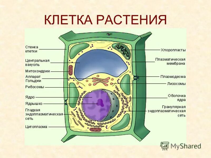 Выберите клетку имеющую клеточную стенку. Выберите клетку имеющую клеточную стенку