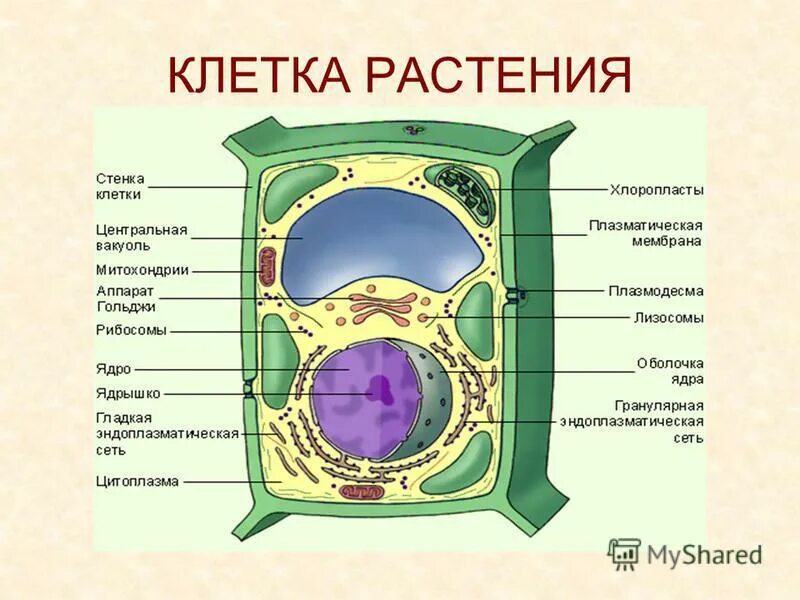 Какие части растительной клетки. Клетка растения. Растительная клетка. Строение клетки растения. Строение растительной клетки.