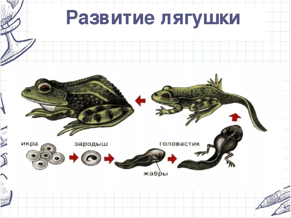 Схема развития лягушки. Цикл развития лягушки схема. Стадии развития лягушки. Цикл развития лягушки биология.