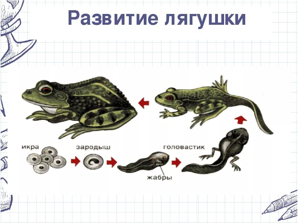 Как называется развитие лягушки. Схема развития лягушки. цикл развития земноводных схема. цикл развития лягушки биология. стадии развития головастика лягушки.