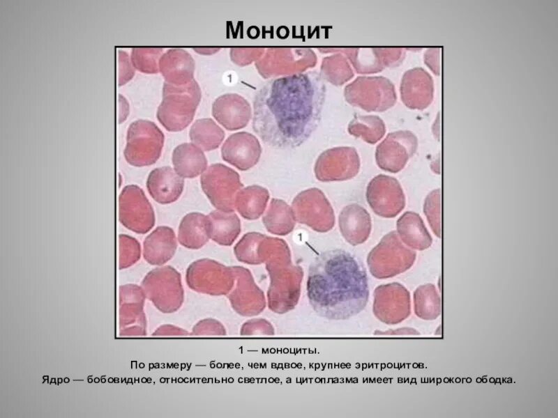 Характерное строение моноцитов. Характеристика моноцитов кратко. Моноциты ядро. Моноциты гистология строение. Ядро моноцита.