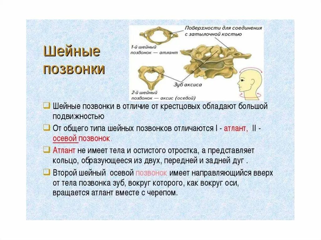 Соединение первого и второго шейного позвонка. Соединение 1 и 2 шейных позвонков. Соединение шейных позвонков и затылочной кости. Соединение 1 шейного позвонка.