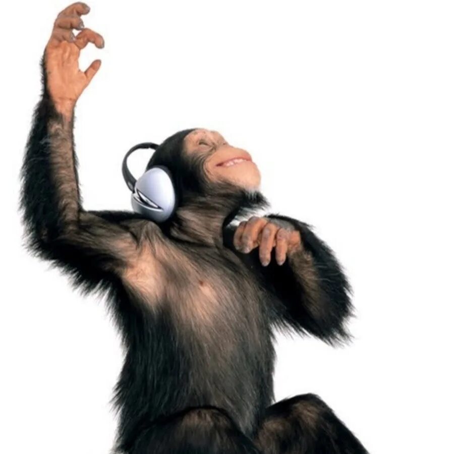 Обезьяна в наушниках. Обезьяна в одежде. Шимпанзе в наушниках. Музыкальная обезьяна.