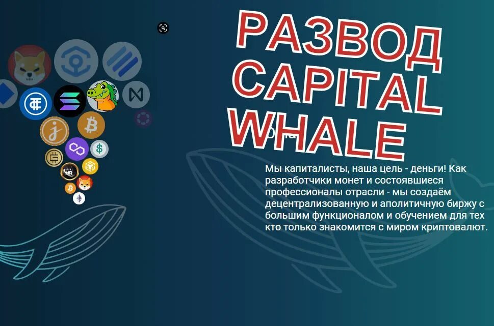 Capital whale. Capital whale