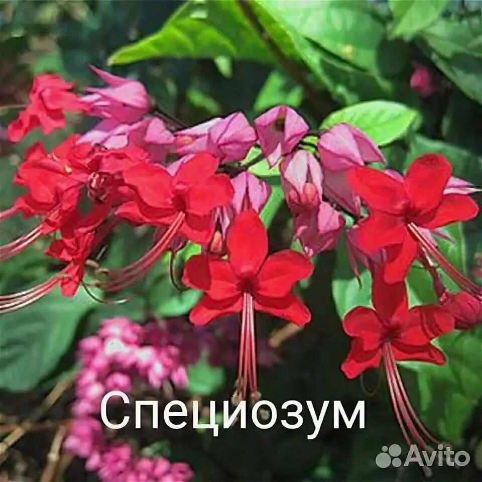 Клеродендрум специозум. Клер специозум. клеродендрум специозум (speciosum). клеродендрон специозизум.