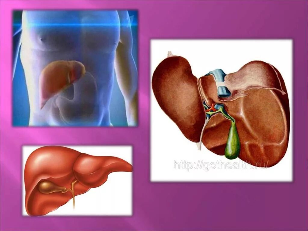 Печень находится у человека фото. Болит печень или желчный пузырь.