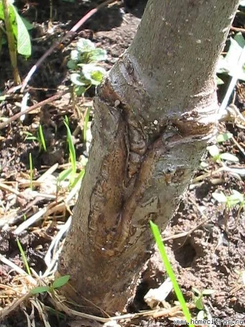 Аккуратно корень. Бороздование коры яблони. Бороздование ствола яблони. Корневая поросль яблони. Ствол яблони дички.