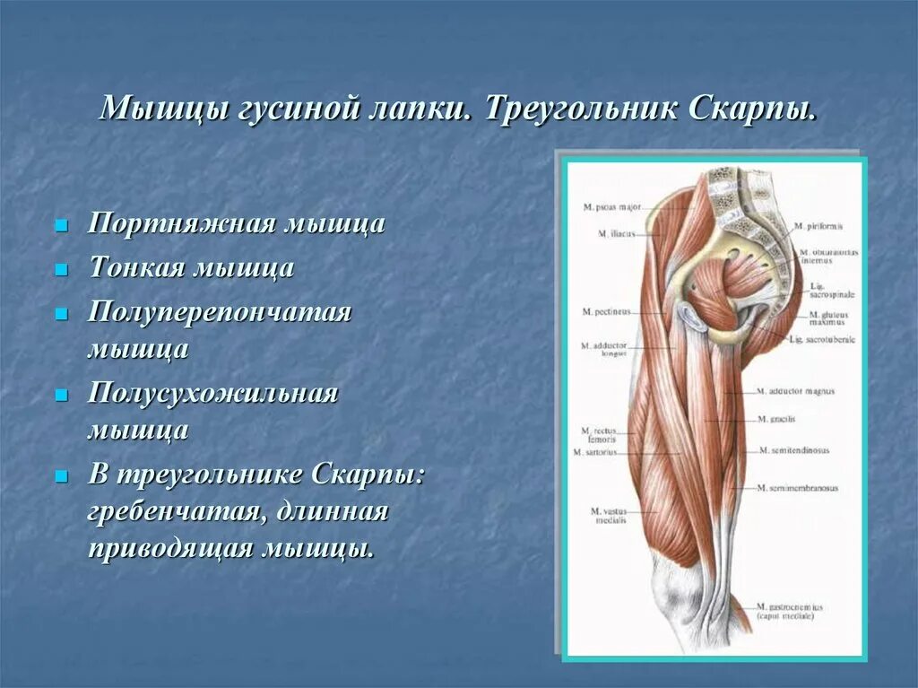 Бурсит гусиной лапки коленного сустава. Сухожилия гусиной лапки анатомия. Сухожилия гусиной лапки анатомия. Гусиные лапки лечение. Гусиные лапки лечение.