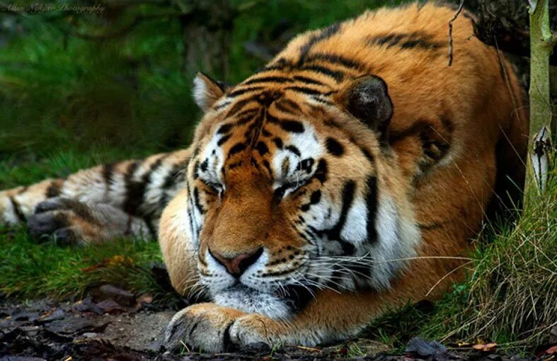 Про красного тигра. Амурский тигр. Амурский тигр фото. Амурский тигр красная книга. Фото амурских тигров.