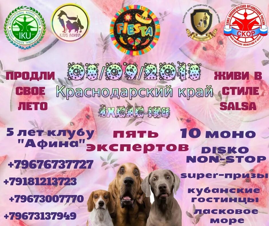 Выставка собак красноярск. На выставке собак. Выставка собак реклама. Выставка собак разных пород. Выставка собак название.