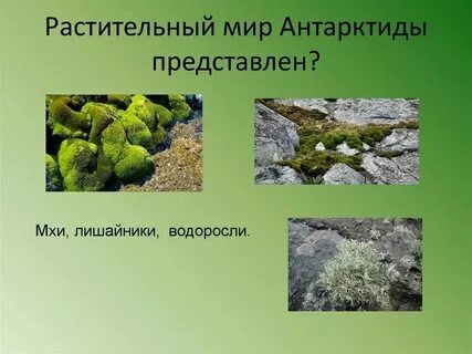 Растительность в антарктиде