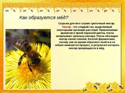 Конспект пчелы
