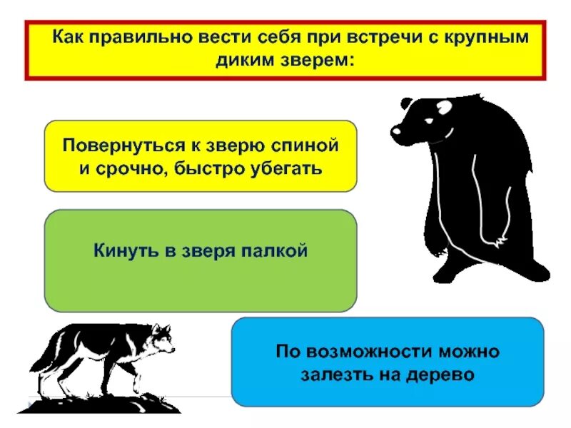 Как вести себя при встрече с диким животным. При встрече с диким зверем. Памятка при встрече с дикими животными. Правила поведения при встрече с волком.