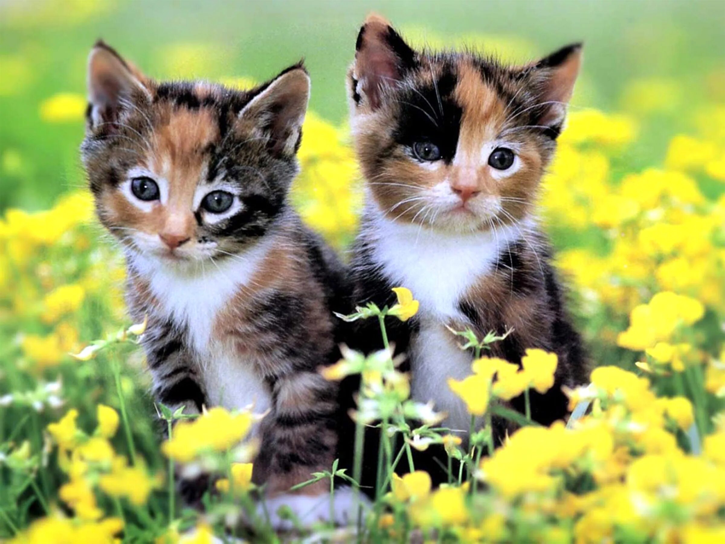 Картинки котят. Красивые котята. Разноцветные котята. Обои с котятами. Очаровательные котята.