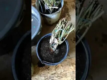 Как снять воск с саженцев роз