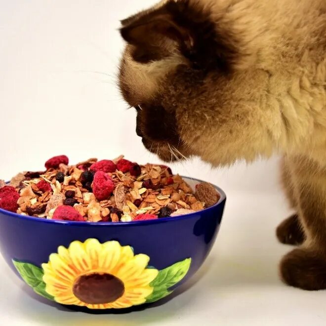 Что можно кошкам из еды. Еда для кошек. Натуральная пища для кошек. Домашняя еда для кошек. Натуральная еда для кота.