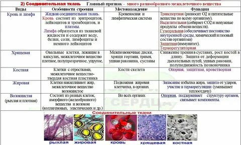 Что состоит из клеток и межклеточного вещества