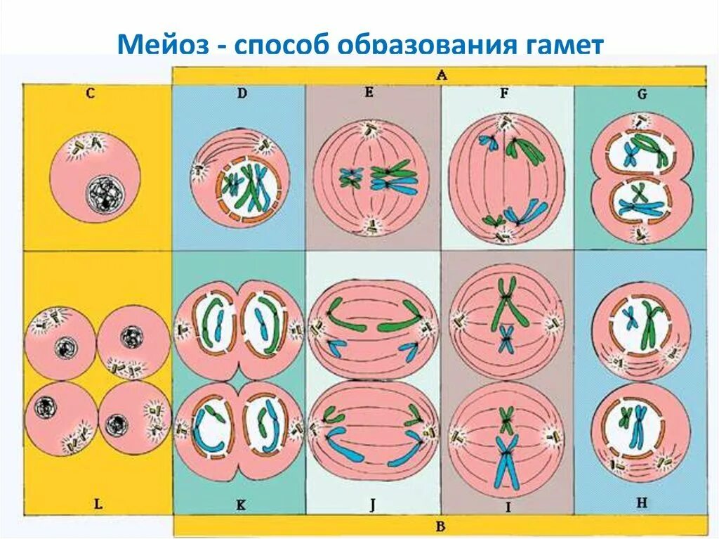 Деление митоза рисунок