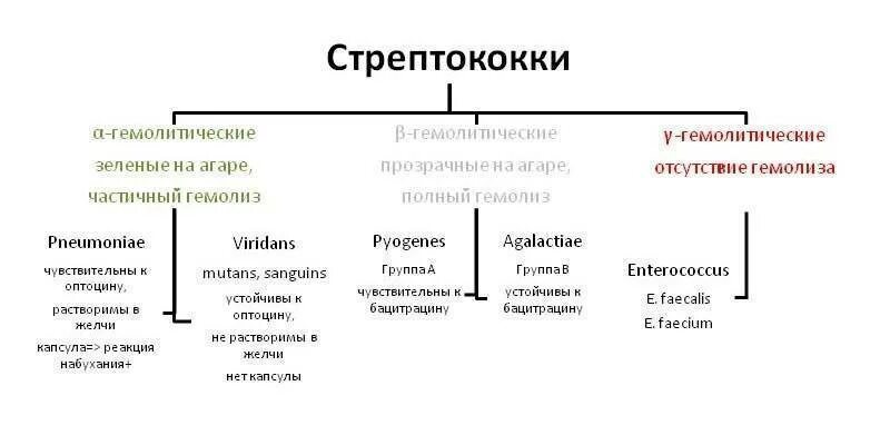 Стрептококки представители. Классификация стрептококков по гемолизу. Стрептококки Тип питания. Стрептококки Тип гемолиза. Гемолитический стрептококк классификация.