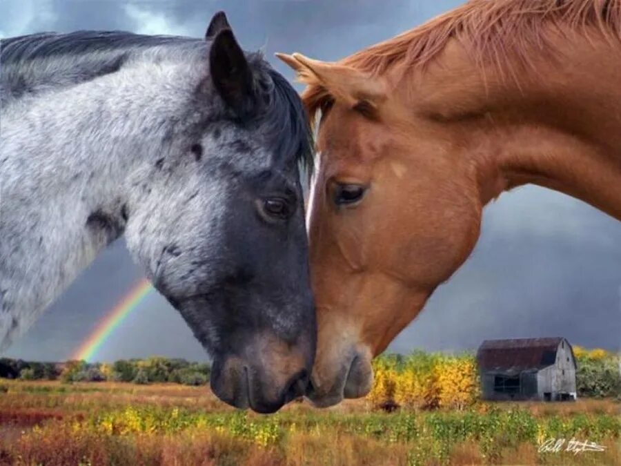 Шарлотта казираги конный спорт. Лошади. Влюбленные лошади. Любящий коней. Любовь лошадей.