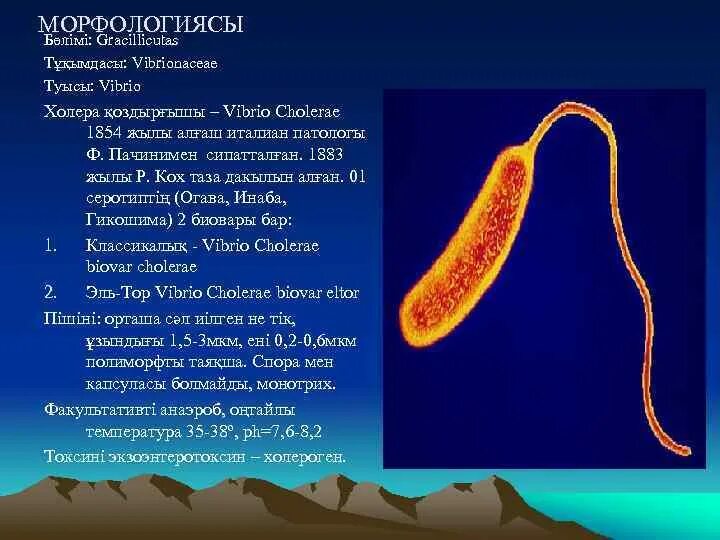Холерный вибрион по способу питания. Холерный вибрион монотрих. vibrio cholerae строение. холерный вибрион строение. огава инаба гикошима холера.