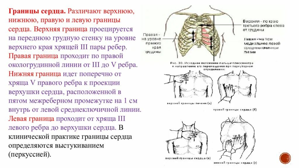 Перкуссия верхней границы относительной тупости сердца. Перкуссия границ относительной тупости сердца норма. Относительная тупость сердца перкуссия норма. Перкуссия верхней границы сердца. Границы легких определяются