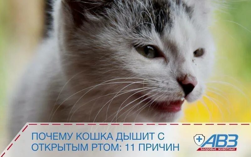 Почему кошка дышит с открытым ртом