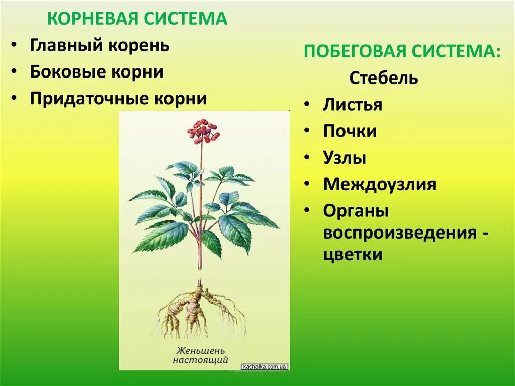 Корневые системы растений. Корневая и побеговая система. Побеговая система растений. Формирование корневой и побеговой системы.