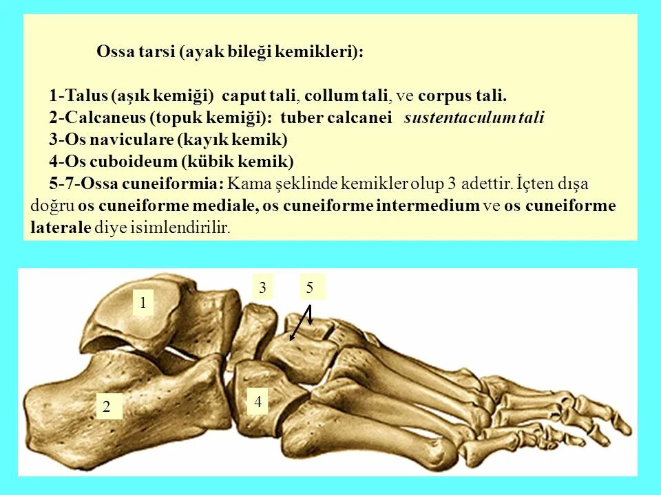 Пластика латынь. Ossa Tarsi с латинского. К ossa pneumatica относят:. Talus латынь. Tarsus латынь.