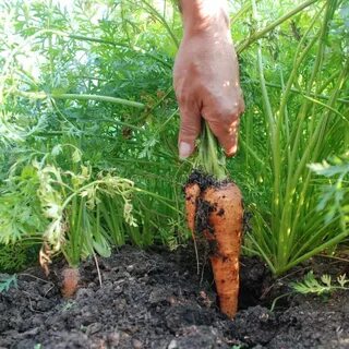 Овощи которые выдергивают из земли