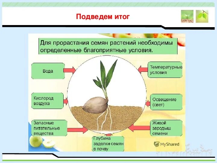 Семя условия прорастания семян 6 класс. Условия прорастания семян 6 класс таблица. Биология 6 класс схема по условия прорастания семян. Условия для проращивания семян.