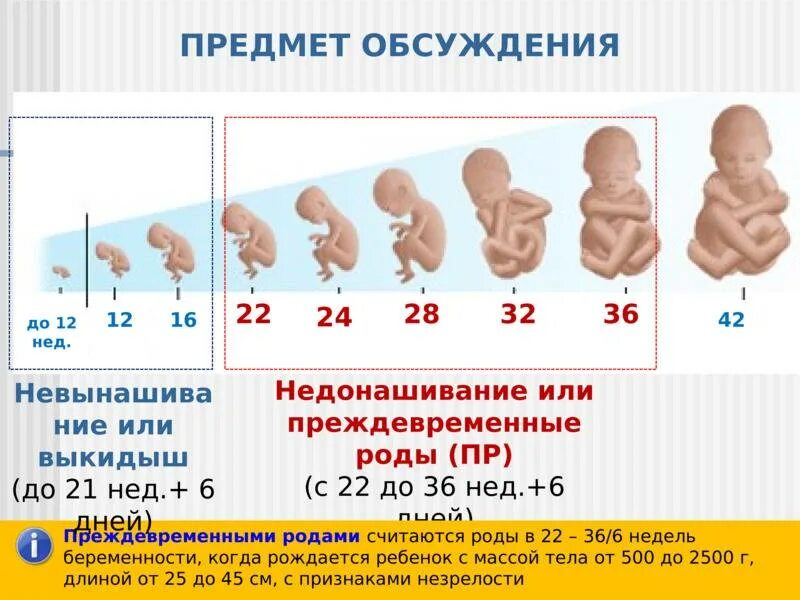 24 неделя дата. Плод считается жизнеспособным. С какого срока ребёнок считается жизнеспособным. Ребенок по неделям беременности.