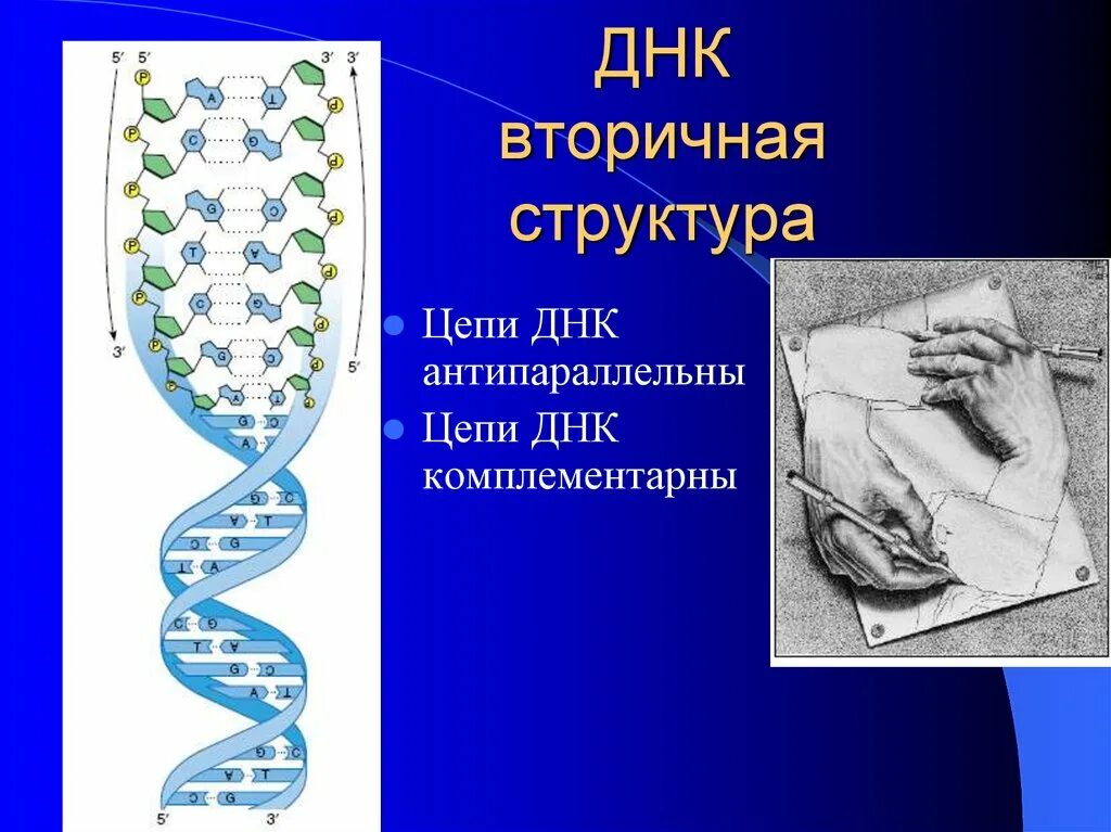 Разрывы цепи днк. Макромолекула ДНК. Цепи ДНК антипараллельны. Молекулярные основы наследственности. Вторичная структура ДНК.