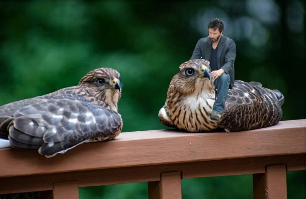 Спаривание ястребов. Два ястреба. Мадагаскарский ястреб. Два ястреба. Орлы дерутся.