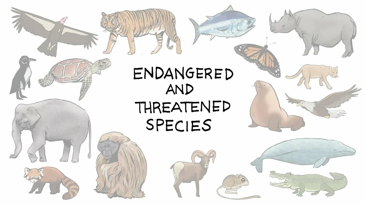 Release reduce adopt reusable endangered species. Вымирающие виды животных на английском. Исчезающие виды животных плакат. Вымирание видов рисунок. Extinction of species.