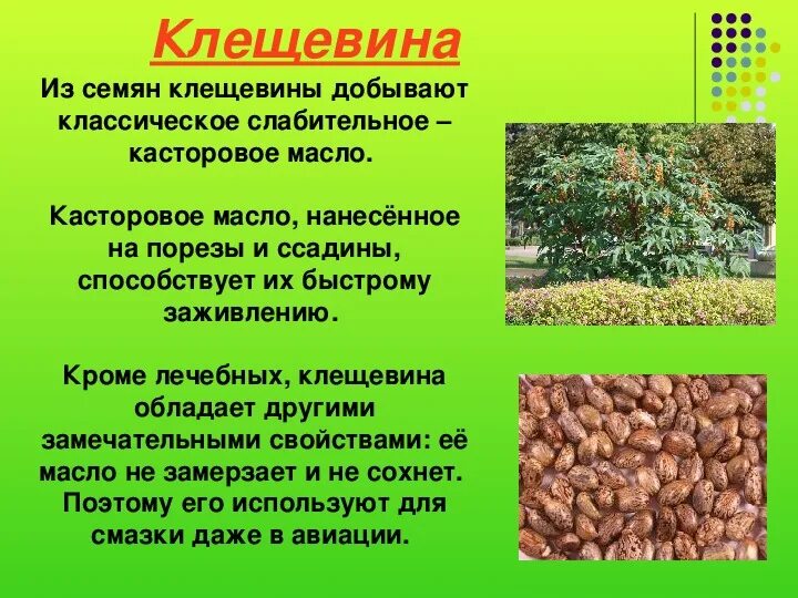 Сорта культурных растений сорта культурных растений. Отрасли растениеводства растения. Виды культуры. Характеристика технических культур. Какие культуры относятся.