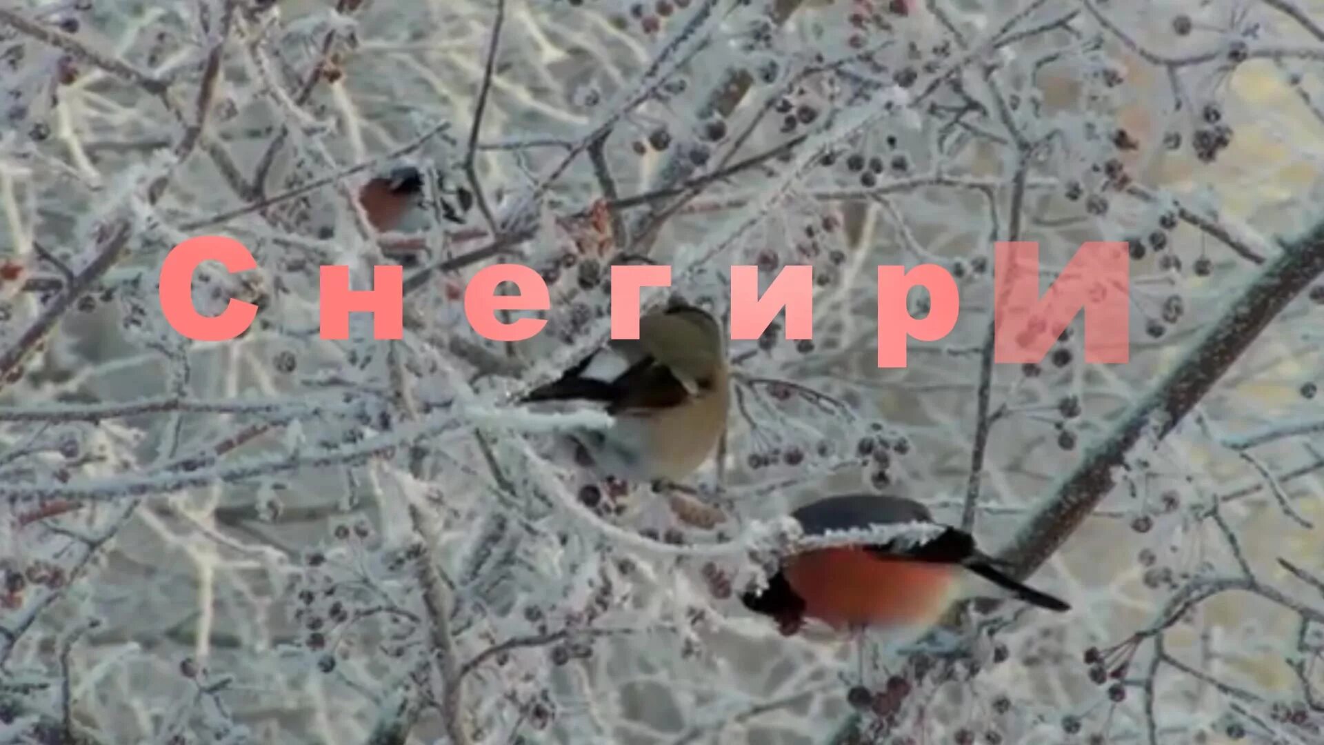 вика цыганова снегири. рябина и влюбленные. осенние птицы. стих про снегирей и рябину. снегирь нахохлился.