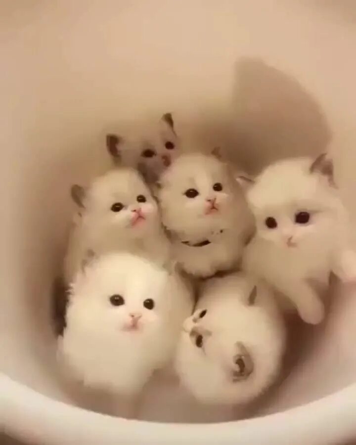 Включи видео как они маленькие. Включи видео как они маленькие. Котенок мяу. Смешные котята маленькие. Кошечка алиса.