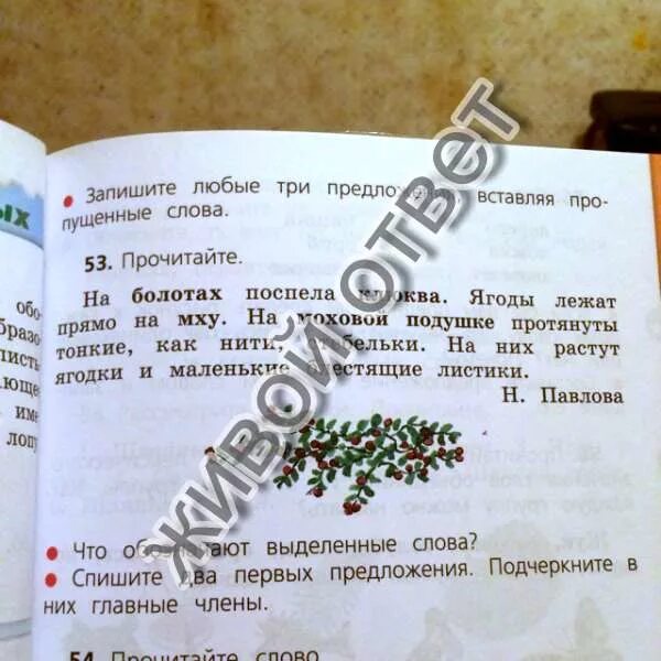 Объясни выражение ожерельем рассыпана клюква. На болотах поспела клюква. на болотах поспела клюква ягоды лежат. на болотах поспела клюква текста. определите тему текста на болотах поспела клюква.