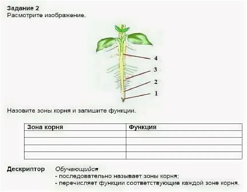 Запишите с помощью корня. Зоны корня 6 класс биология рисунок. зоны корня и их функции и строение. функции зон корня. зоны корня таблица.