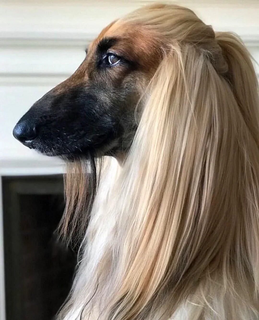 Афганская борзая овчарка. Афганская борзая / Afghan Hound. Афганская борзая длинношерстная. Афганская борзая Астон.