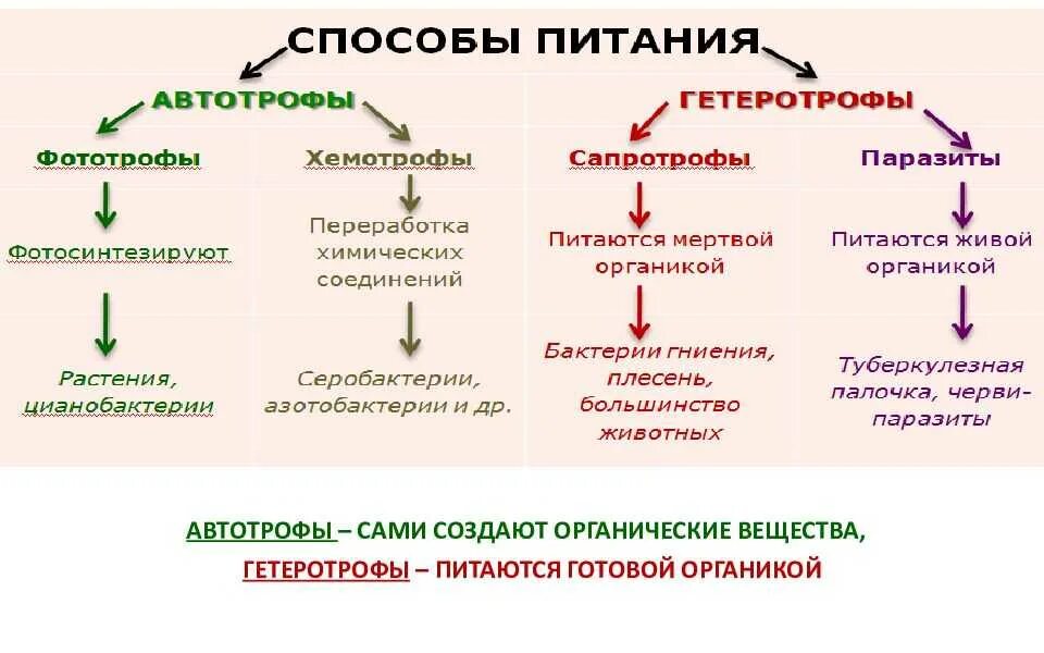 К какому типу относятся бактерии