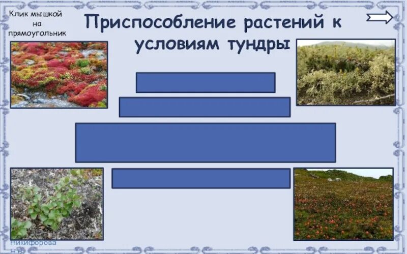 Приспособления растений в тундре. Приспособление растений к условиям тундры. Адаптации растений в тундре. Растения тундры приспособления к условиям обитания.