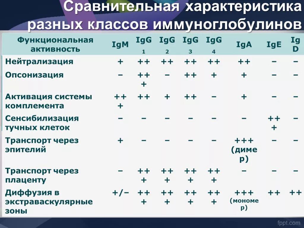 Определение иммуноглобулинов g. Классы иммуноглобулинов клетки продуценты. Классы иммуноглобулинов микробиология таблица. 5 Классов иммуноглобулинов таблица. Классы иммуноглобулинов микробиология.