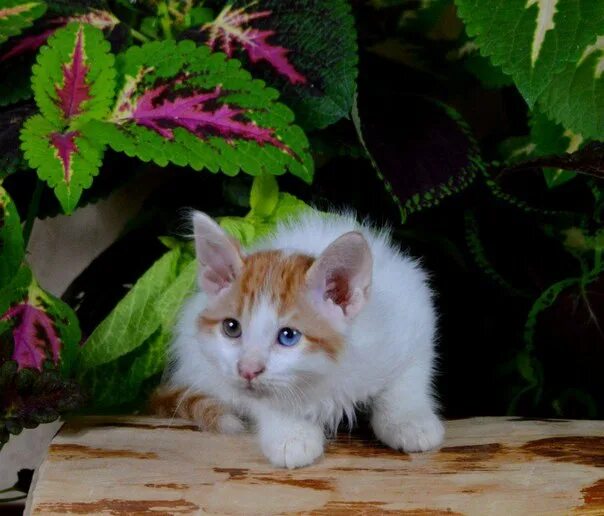 Купить турецкого котенка. Турецкий Ван питомник. Турецкий Ван рыжий. Котята из питомника. Турецкий Ван питомник в Нижнем Новгороде.