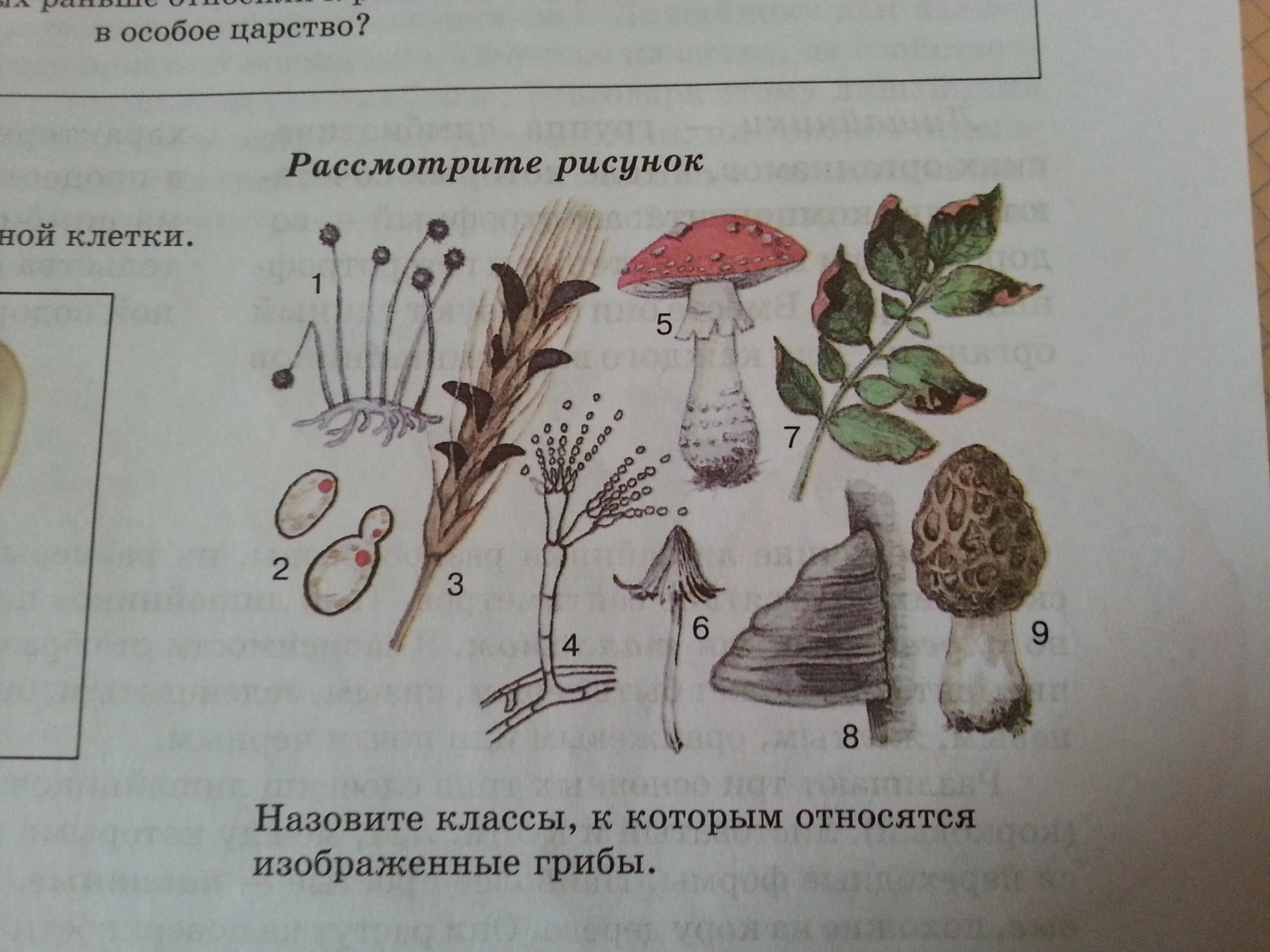 Что изображено на рисунке рис 60. Биология 7 класс. Рассмотрите рисунок. Назови грибы изображенные на рисунке. На рисунке изображен гриб.