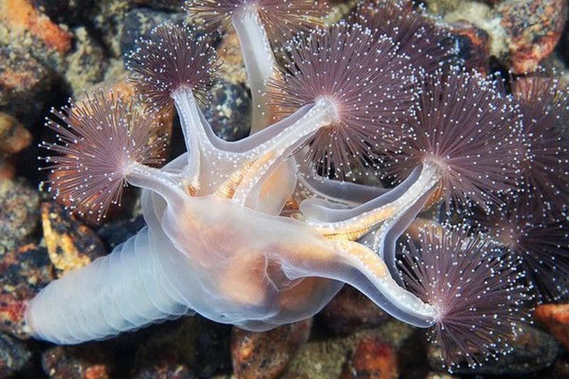 Существуют ли морские. Люцернария медуза. Сидячая медуза люцернария. Северный Ледовитый океан подводный мир. Люцернария (Lucernaria quadricornis).