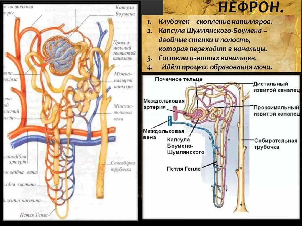 Нефрон структурно-функциональная единица почки. Строение почки нефрон строение. Капсулу и каналец нефрона почки. Сосудистый клубочек нефрона. Извитой каналец строение.