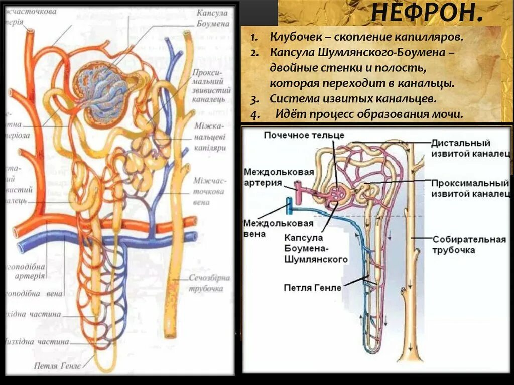Петля извитого канальца нефрона. Капсула нефрона анатомия. Капсула нефрона петля Генле. Строение клубочка нефрона. Нефрон строение капсула Боумена.