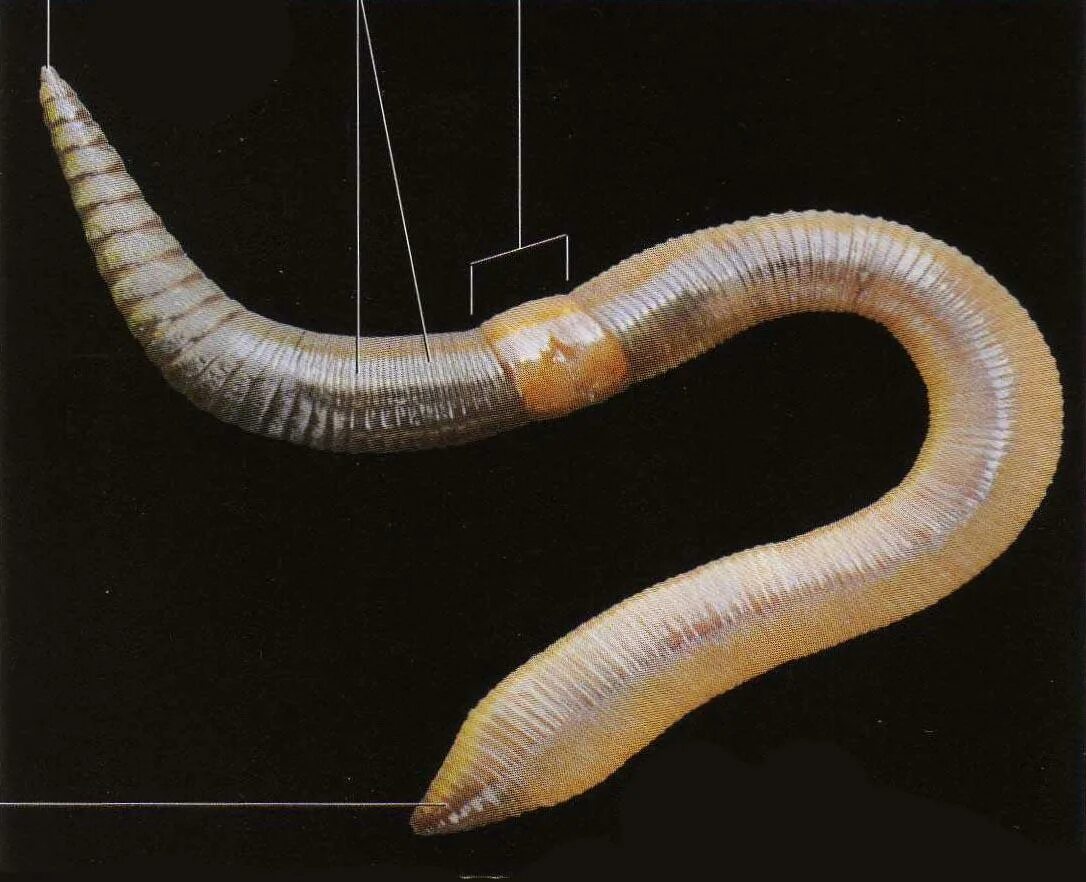Древний кольчатый червь. Кольчатые черви Малощетинковые черви. Oligochaeta (Малощетинковые черви). Малощетинковые кольчатые черви. Кольчатые черви олигохеты.